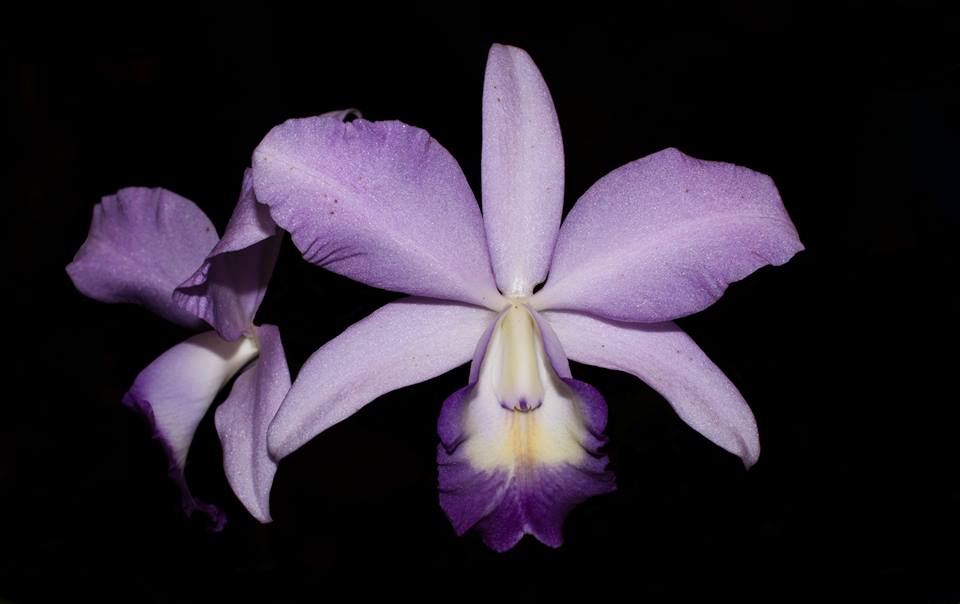 C. LABIATA X PARISAT COERULEA MUDA 5 A 10 CM