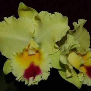 BLC. GOLDENZELLE LEMON CHIFFON ADULTA