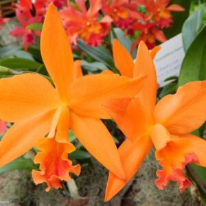 BLC. LOVE PASSION X SELF  PRÉ ADULTA