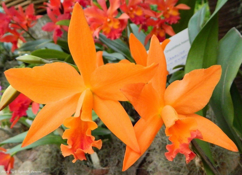 BLC. LOVE PASSION X SELF PRÉ ADULTA