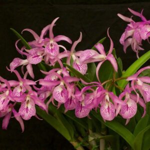 BC. MAIKAI MAYUMI MUDA