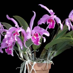 C. MAXIMA ADULTA