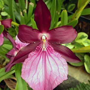 MILTONIA MORELIANA ADULTA