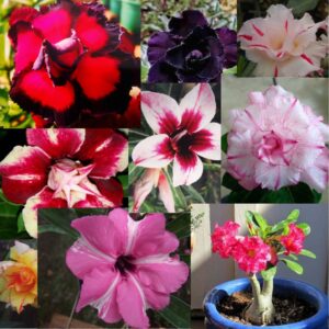 MIX DE ROSAS DO DESERTO ENXERTADAS - 10 UNIDADES