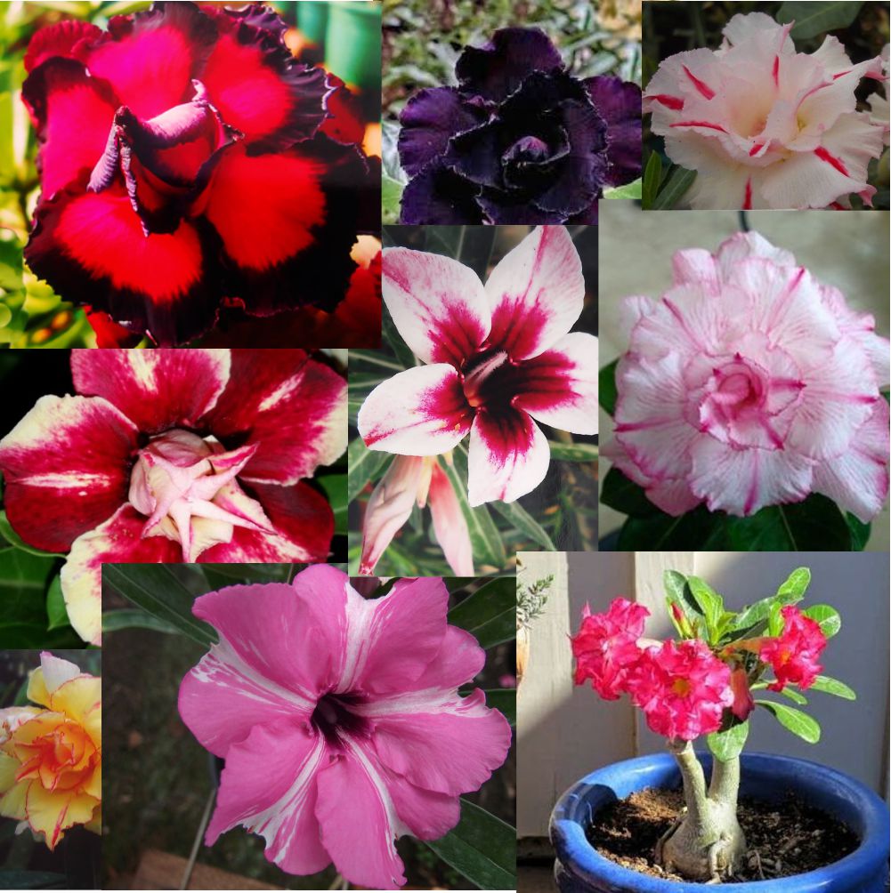 MIX DE ROSAS DO DESERTO ENXERTADAS - 5 UNIDADES
