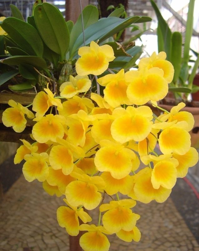 DENDROBIUM AGREGATUM MUDA 5 A 10 CM
