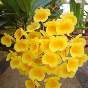 DENDROBIUM AGREGATUM MUDA POTE 7