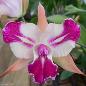 BLC. CHYONG GUU BENZ `FONG YUEN´ ADULTA