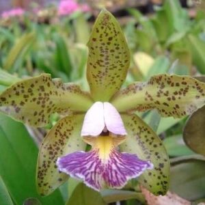 C. SCHILLERIANA COERULEA X SELF