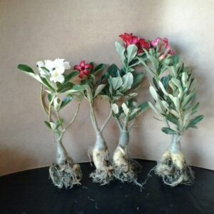 MUDA DE ROSA DO DESERTO DE FLORES SIMPLES