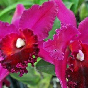 BLC OCONEE X DIGBYANA ADULTO