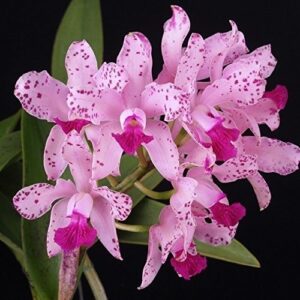 C. AMESTHYSTOGLOSSA PRÉ ADULTA