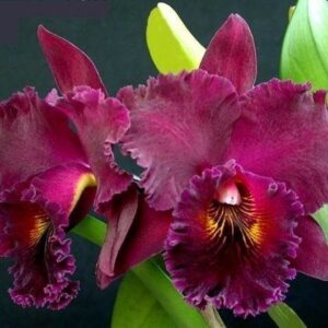 BLC CHIA LIN NEW CITY ADULTA