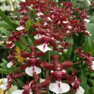 ORQUÍDEA CHOCOLATE -MUDA