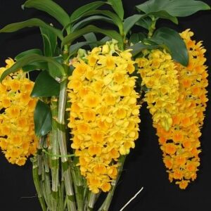 DENDROBIUM CHRYSOTOXUM - PRÉ ADULTA