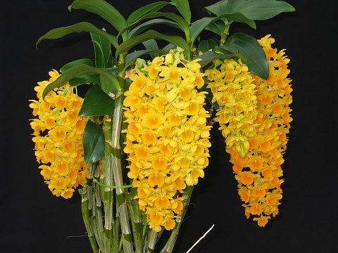 DENDROBIUM CHRYSOTOXUM - PRÉ ADULTA
