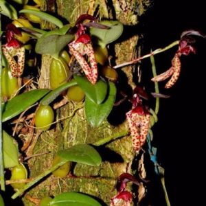 BULBOPHYLUM LASIOCHILUM ADULTO
