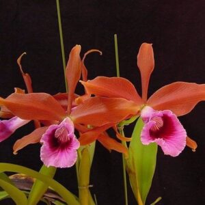 L. TENEBROSA PRÉ ADULTA