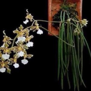 ONCIDIUM JONESIANUM - PRÉ ADULTA