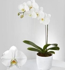 PHALAENOPSIS BRANCA ADULTA