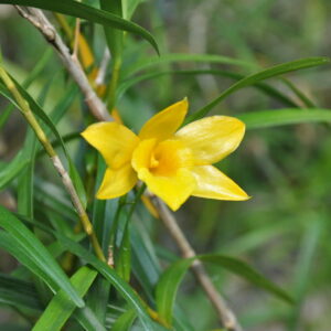 DENDROBIUM HANCOCKII