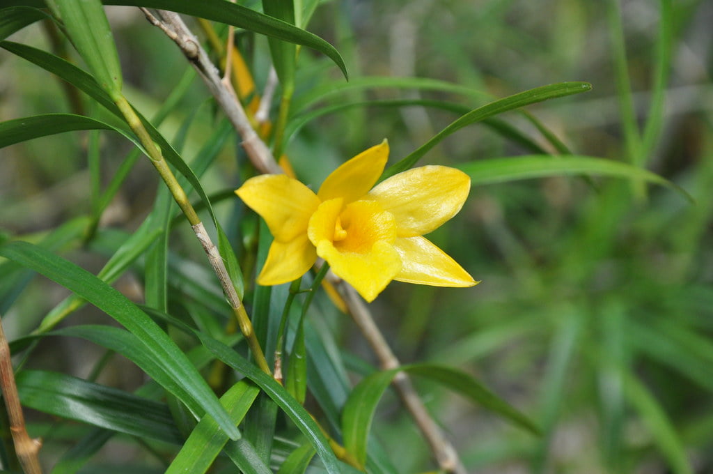 DENDROBIUM HANCOCKII