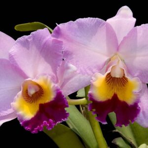 POT. WILLIAM FARREL PASTEL PARADE ADULTA