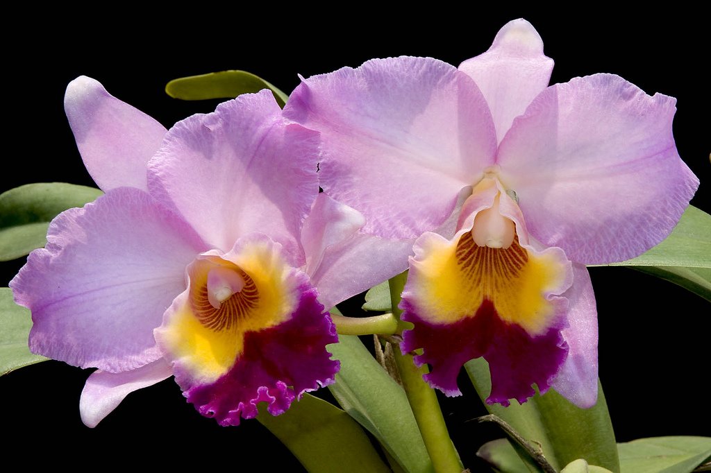 POT. WILLIAM FARREL PASTEL PARADE ADULTA