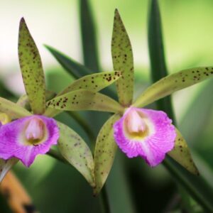 BRASSAVOLA PERRINI X CATTLEYA LEOPOLDI ADULTA