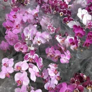 PHALAENOPSIS MISTA 1 UNIDADE