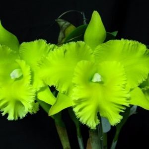 BLC PORTS OF PARADISE - MUDA 5 A 10 CM