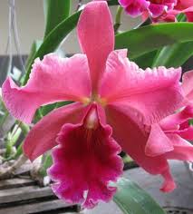BLC. PUMPKIM FESTIVAL   PRÉ ADULTA