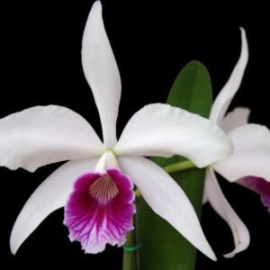 LAELIA PURPURATA - MUDA 5 A 10CM