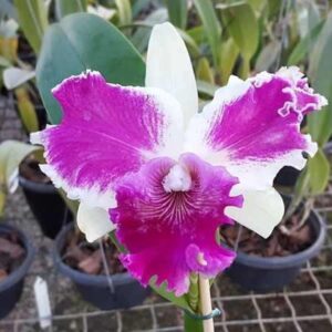 BLC RED EMPRESS X LC SHELLIE COMPTON - PRÉ ADULTA