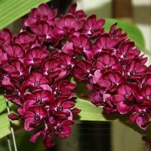 RHYNCHOSTYLIS RED MUDA 5 A 10 CM