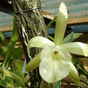 RYNCHOLAELIA GLAUCA ADULTA