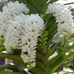RHYNCHOSTYLIS GIGANTEA WHITE ADULTA