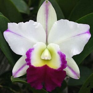 BLC. MEM. ROBERT STRAIT X LUEDEMANIANA MUDA 5 A 10 CM