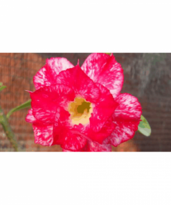 ROSA DO DESERTO M4