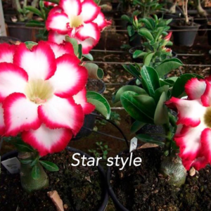ROSA DO DESERTO - STAR STYLE