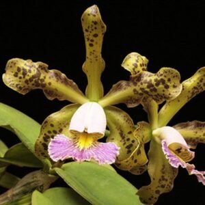 SCHILLERIANA COERULEA PRÉ ADULTA