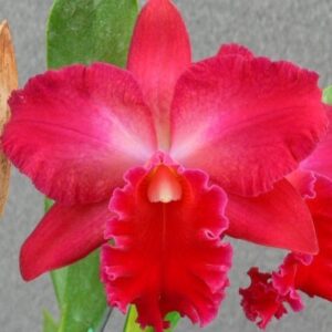 VALLEZAC EVELYN - MUDA 5 A 10CM