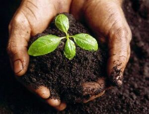 TERRA VEGETAL 250g
