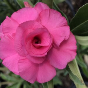 ROSA DO DESERTO TW4