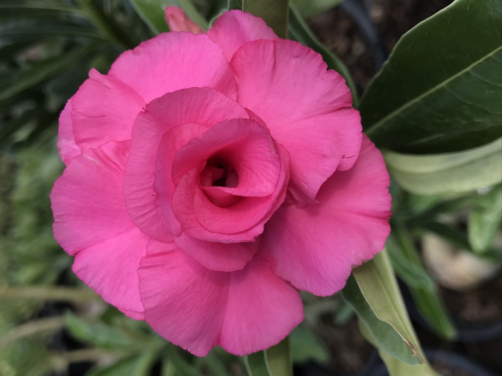 ROSA DO DESERTO - TW4