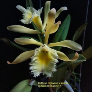 C. WAIKIKI GOLD X DIGBYANA MUDA 5 A 10 CM