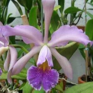 BLC WHITEY COERULEA