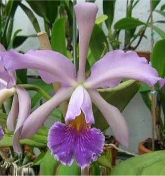 BLC WHITEY COERULEA