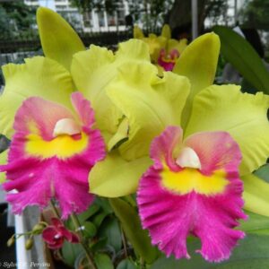 BLC. YOUNG KONG SUN  ADULTO