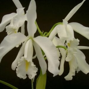CATTLEYA MAXIMA ALBA X SELF - PRÉ ADULTA
